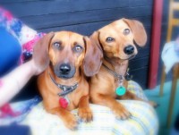 /album/spolecne-foto/beruska-se-sarinkou-jpg/